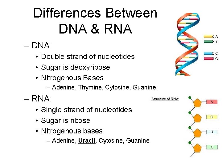 Differences Between DNA & RNA – DNA: • Double strand of nucleotides • Sugar