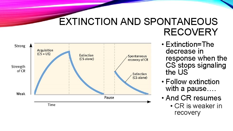 EXTINCTION AND SPONTANEOUS RECOVERY • Extinction=The decrease in response when the CS stops signaling