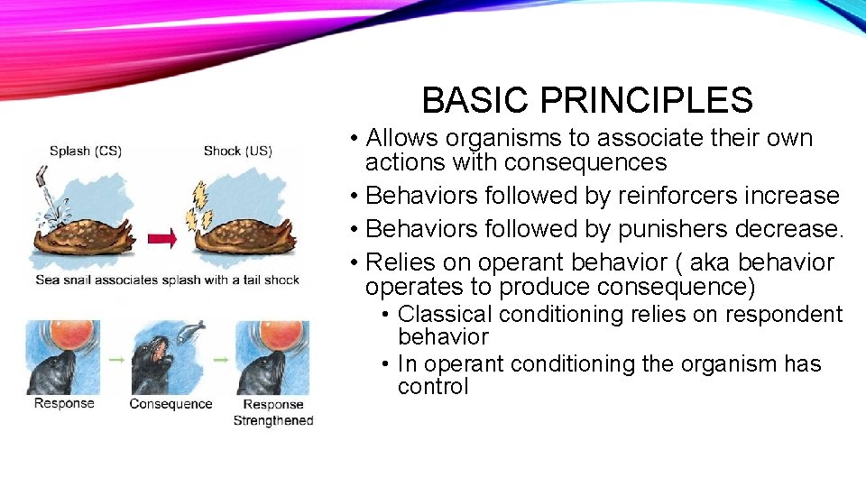 BASIC PRINCIPLES • Allows organisms to associate their own actions with consequences • Behaviors