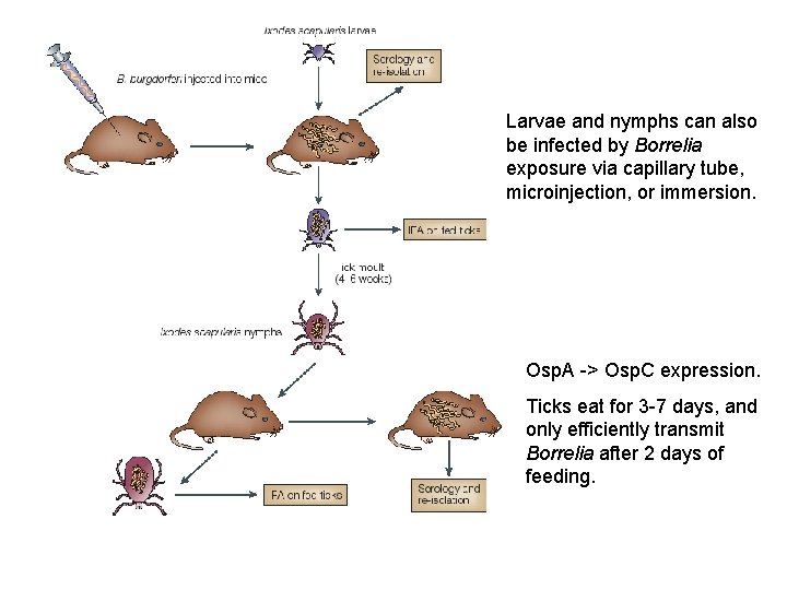 Larvae and nymphs can also be infected by Borrelia exposure via capillary tube, microinjection,