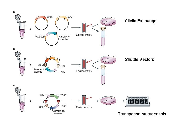 Allelic Exchange Shuttle Vectors Transposon mutagenesis 
