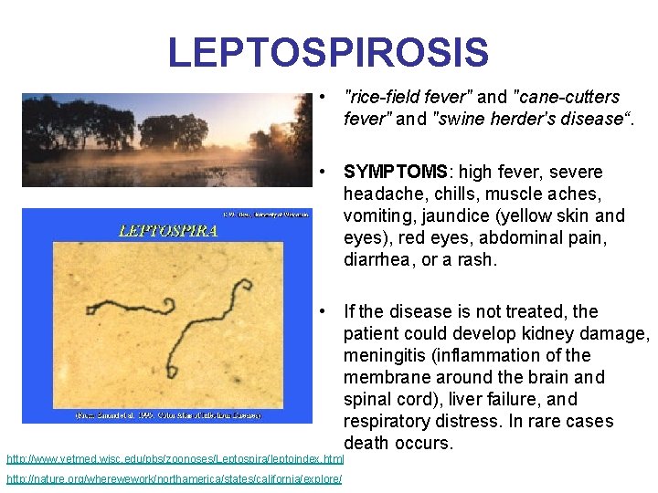 LEPTOSPIROSIS • "rice-field fever" and "cane-cutters fever" and "swine herder's disease“. • SYMPTOMS: high