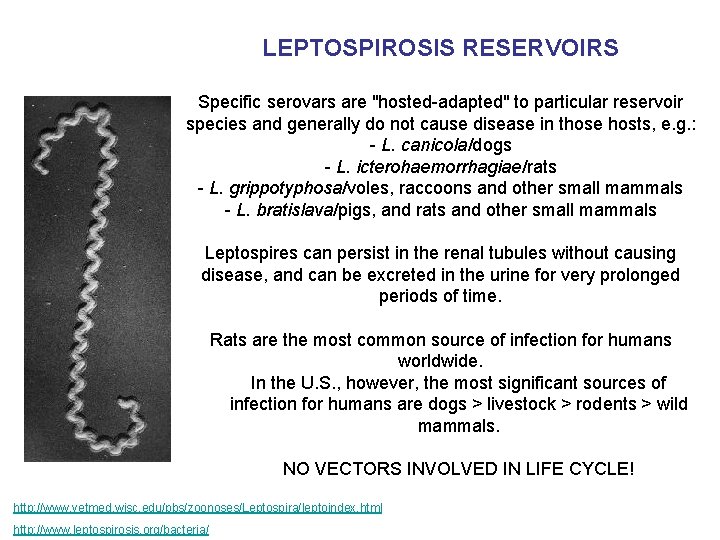 LEPTOSPIROSIS RESERVOIRS Specific serovars are "hosted-adapted" to particular reservoir species and generally do not