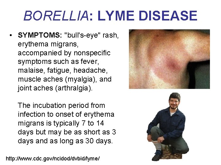 BORELLIA: LYME DISEASE • SYMPTOMS: "bull's-eye" rash, erythema migrans, accompanied by nonspecific symptoms such