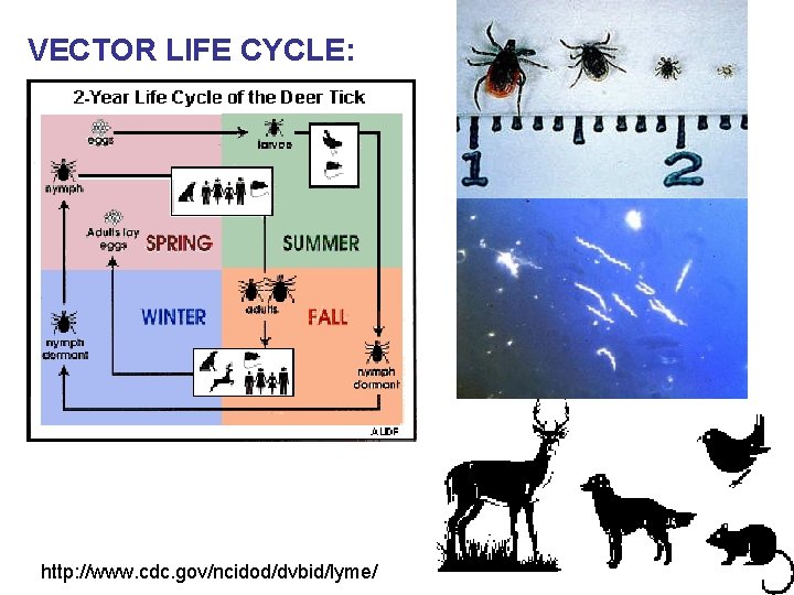 VECTOR LIFE CYCLE: http: //www. cdc. gov/ncidod/dvbid/lyme/ 