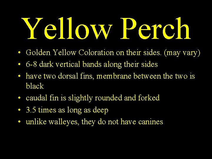 Yellow Perch • Golden Yellow Coloration on their sides. (may vary) • 6 -8