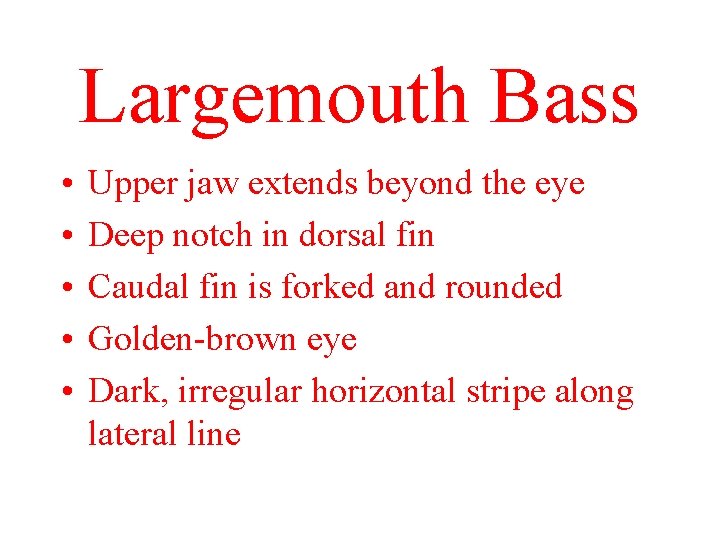 Largemouth Bass • • • Upper jaw extends beyond the eye Deep notch in