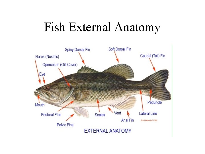 Fish External Anatomy 