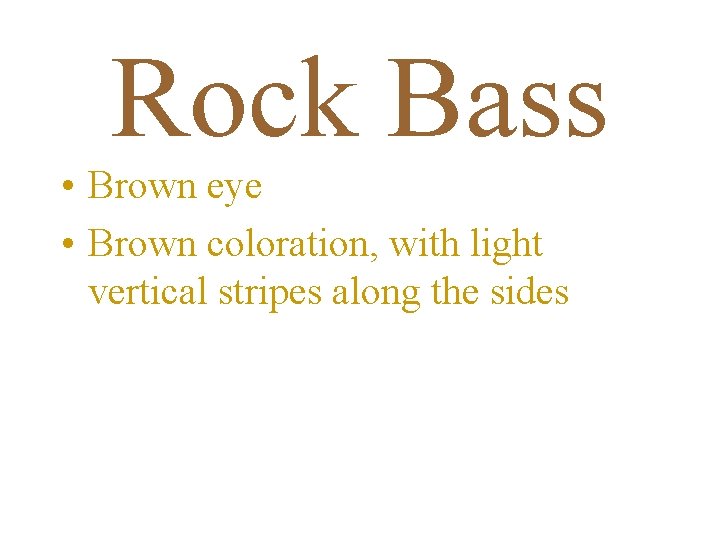 Rock Bass • Brown eye • Brown coloration, with light vertical stripes along the