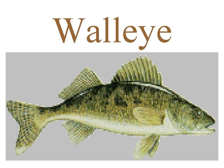 Walleye 