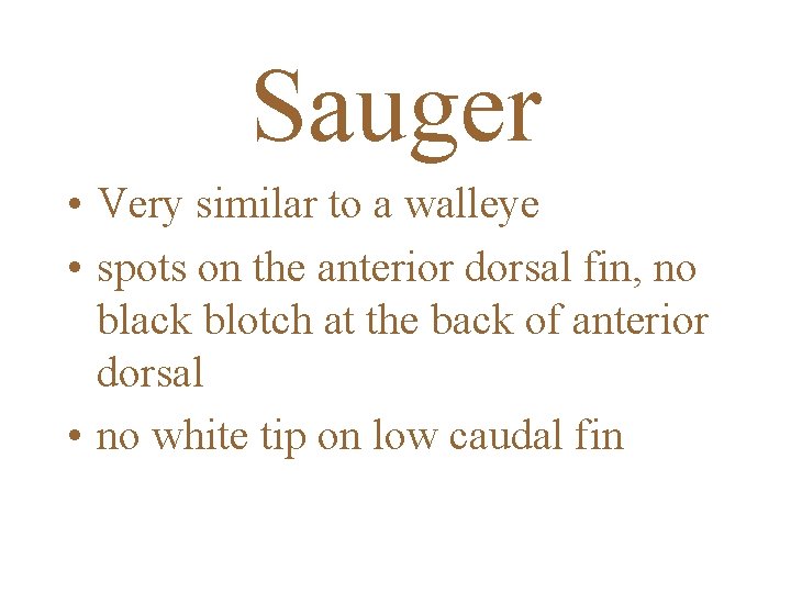 Sauger • Very similar to a walleye • spots on the anterior dorsal fin,