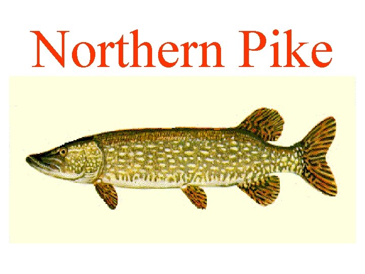 Northern Pike 