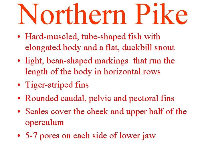Northern Pike • Hard-muscled, tube-shaped fish with elongated body and a flat, duckbill snout