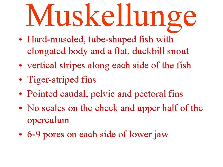 Muskellunge • Hard-muscled, tube-shaped fish with elongated body and a flat, duckbill snout •