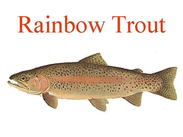 Rainbow Trout 