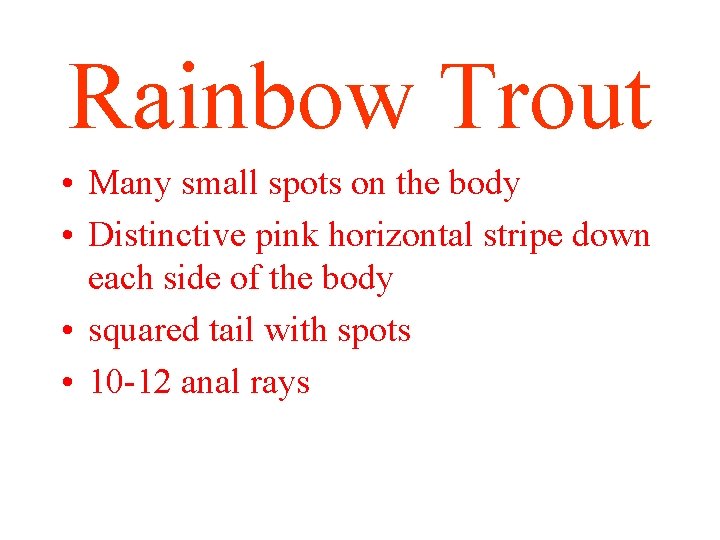 Rainbow Trout • Many small spots on the body • Distinctive pink horizontal stripe