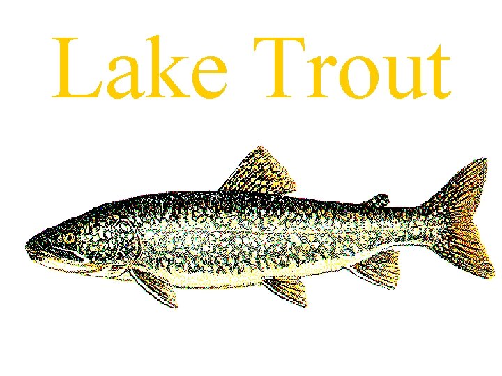 Lake Trout 