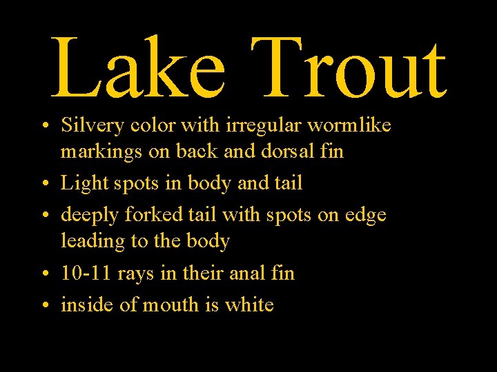 Lake Trout • Silvery color with irregular wormlike markings on back and dorsal fin
