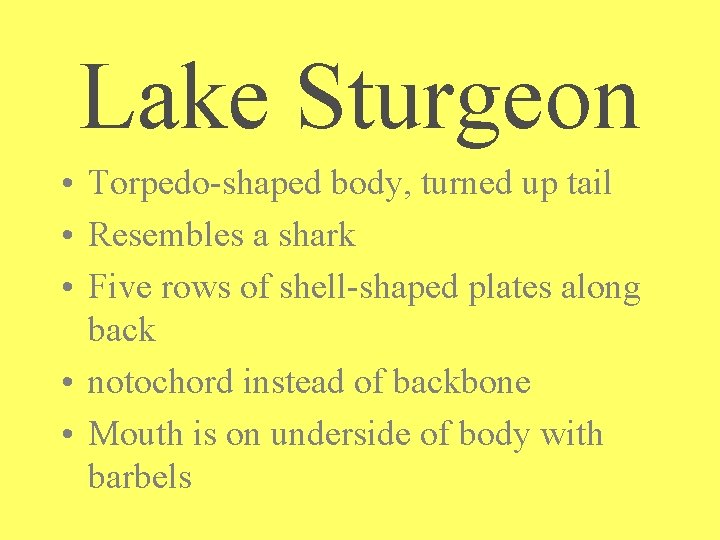 Lake Sturgeon • Torpedo-shaped body, turned up tail • Resembles a shark • Five