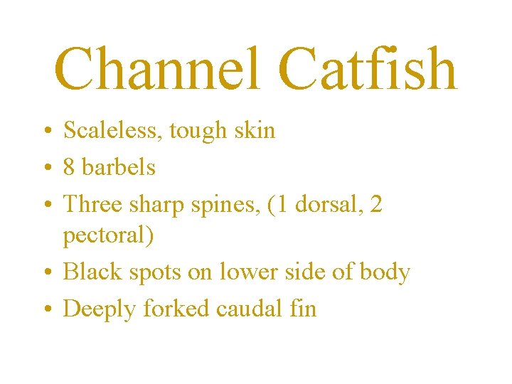 Channel Catfish • Scaleless, tough skin • 8 barbels • Three sharp spines, (1