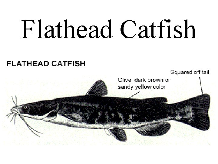 Flathead Catfish 