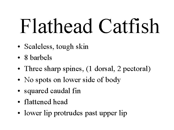 Flathead Catfish • • Scaleless, tough skin 8 barbels Three sharp spines, (1 dorsal,