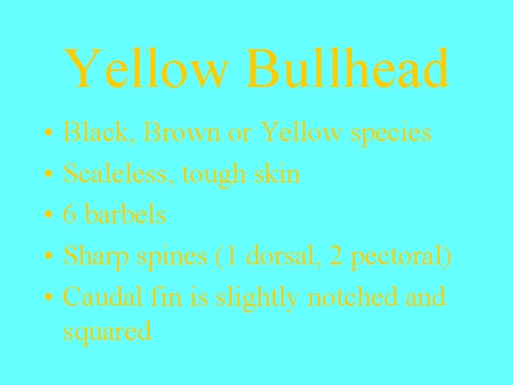 Yellow Bullhead • • • Black, Brown or Yellow species Scaleless, tough skin 6
