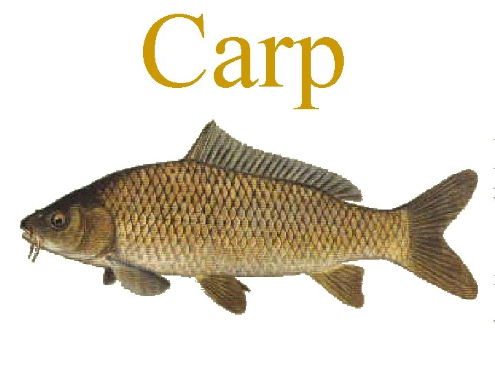 Carp 