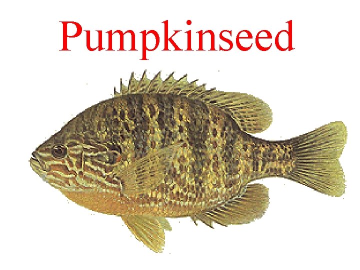 Pumpkinseed 