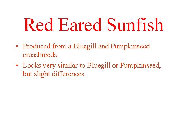 Red Eared Sunfish • Produced from a Bluegill and Pumpkinseed crossbreeds. • Looks very