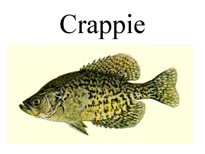 Crappie 
