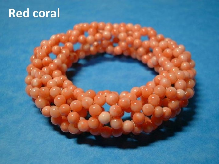 Red coral 