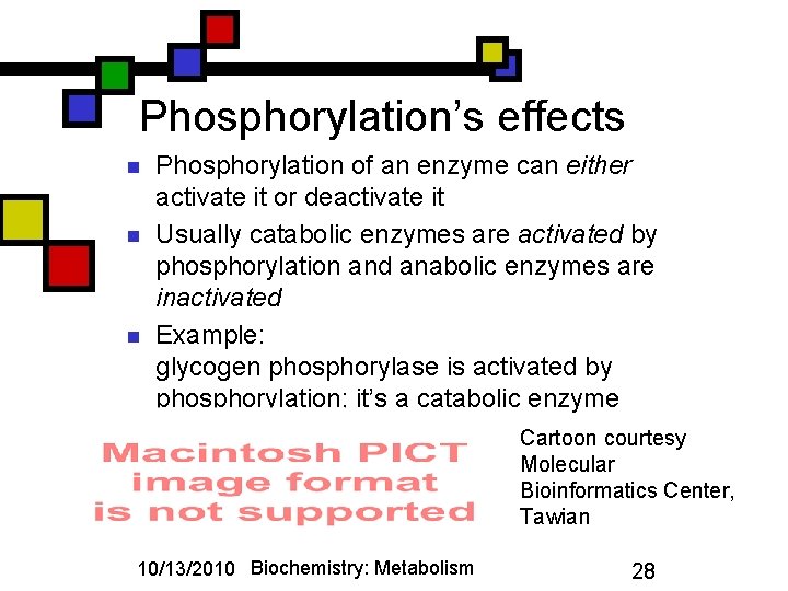 Phosphorylation’s effects n n n Phosphorylation of an enzyme can either activate it or