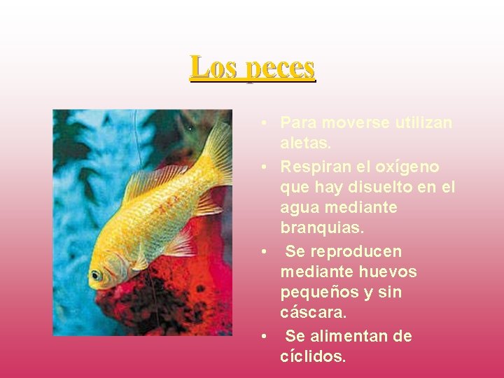 Los peces • Para moverse utilizan aletas. • Respiran el oxígeno que hay disuelto