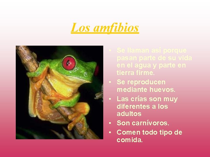 Los amfibios • Se llaman así porque pasan parte de su vida en el