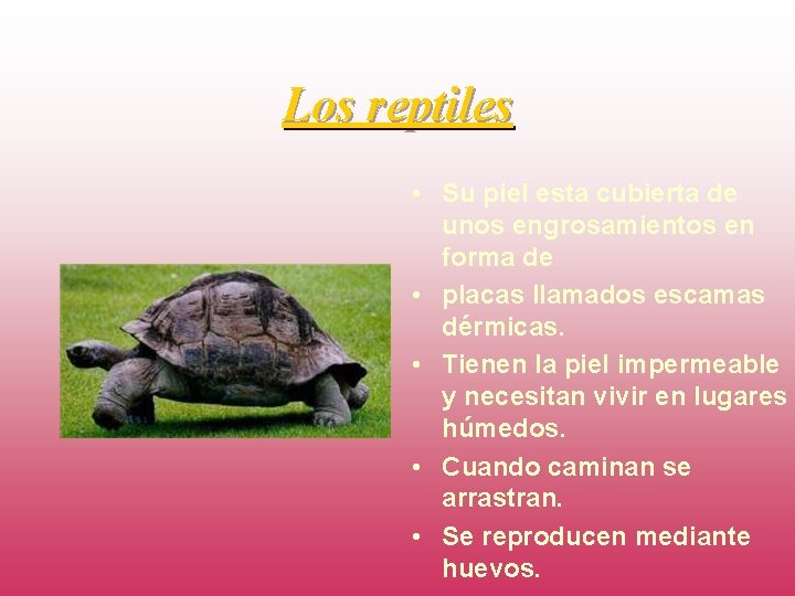 Los reptiles • Su piel esta cubierta de unos engrosamientos en forma de •