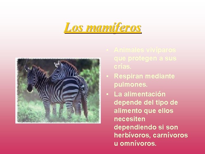 Los mamíferos • Animales vivíparos que protegen a sus crías. • Respiran mediante pulmones.