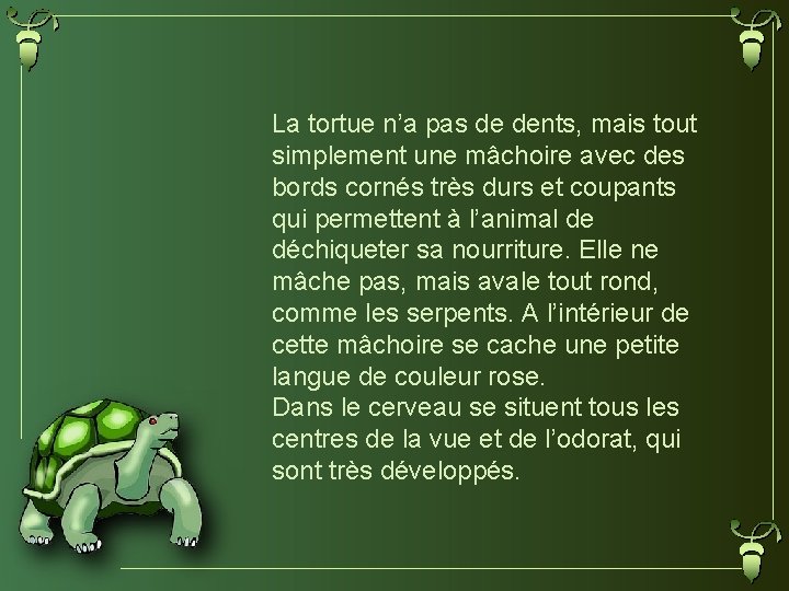 La tortue n’a pas de dents, mais tout simplement une mâchoire avec des bords