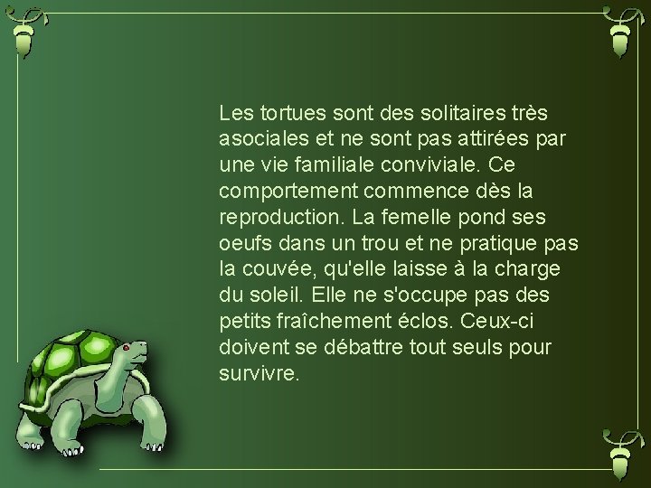 Les tortues sont des solitaires très asociales et ne sont pas attirées par une