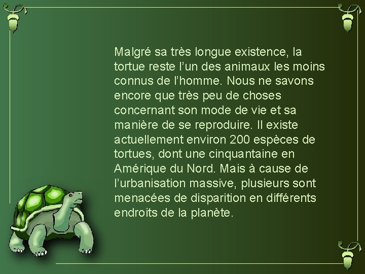 Malgré sa très longue existence, la tortue reste l’un des animaux les moins connus