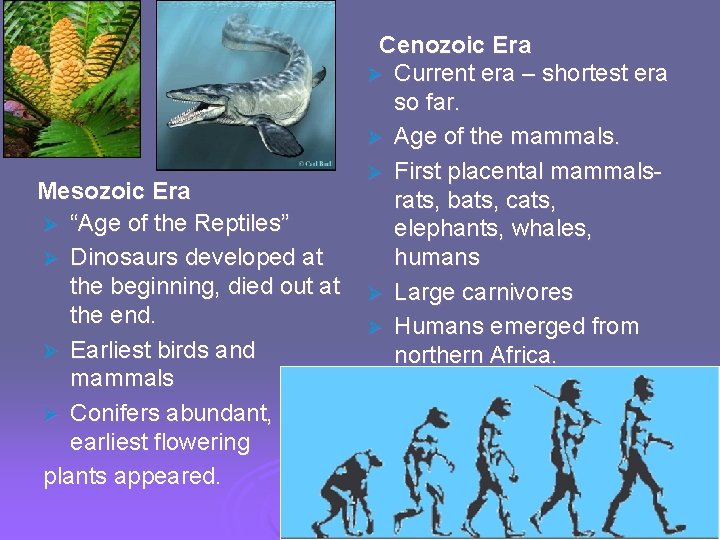 Mesozoic Era Ø “Age of the Reptiles” Ø Dinosaurs developed at the beginning, died