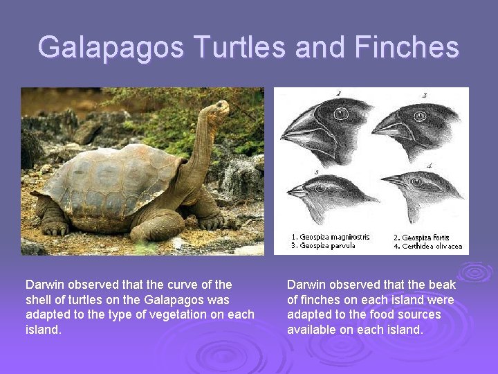 Galapagos Turtles and Finches Darwin observed that the curve of the shell of turtles