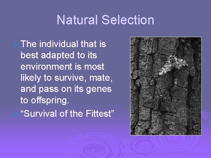 Natural Selection Ø The individual that is best adapted to its environment is most