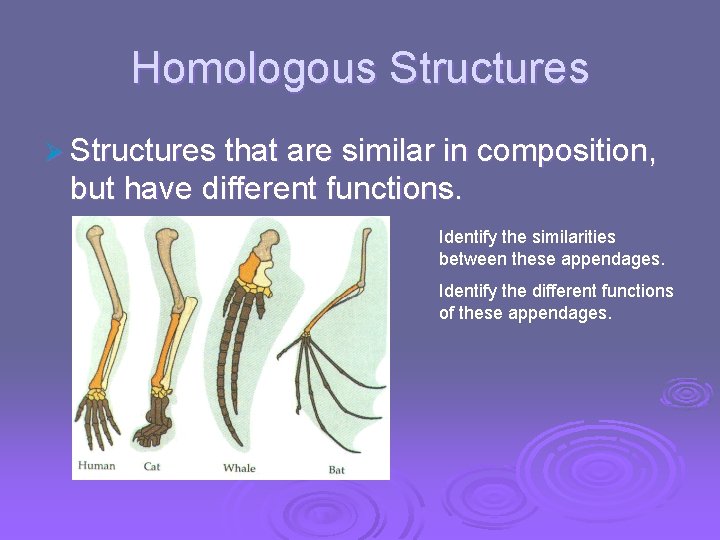Homologous Structures Ø Structures that are similar in composition, but have different functions. Identify
