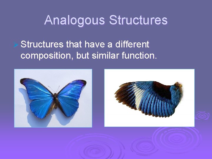 Analogous Structures Ø Structures that have a different composition, but similar function. 