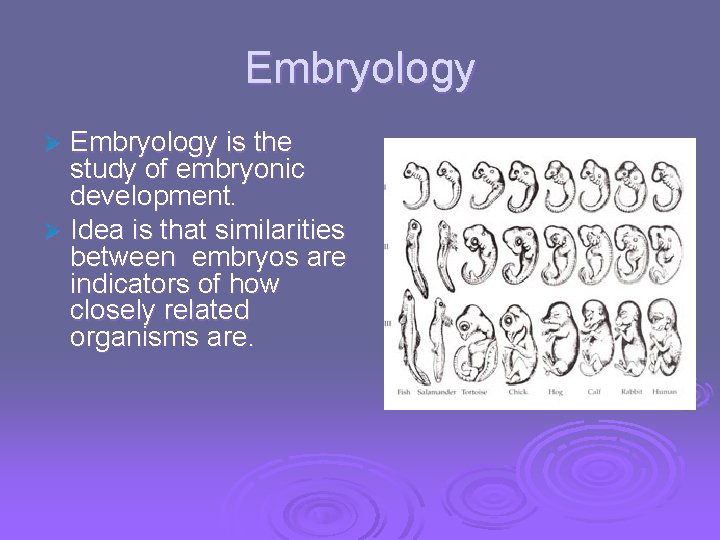 Embryology is the study of embryonic development. Ø Idea is that similarities between embryos