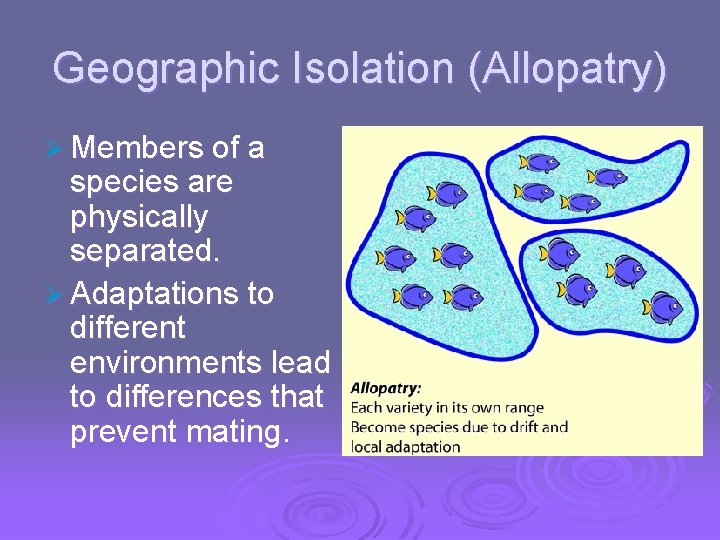 Geographic Isolation (Allopatry) Ø Members of a species are physically separated. Ø Adaptations to