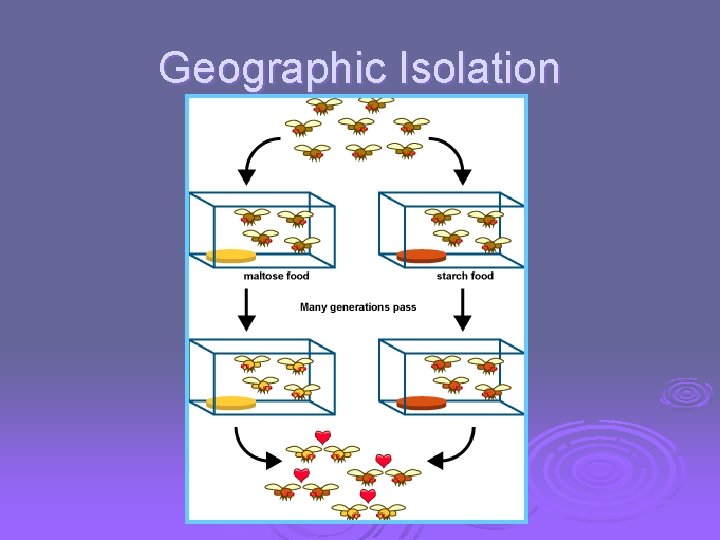 Geographic Isolation 