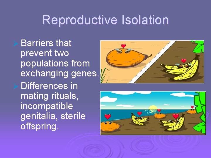 Reproductive Isolation Ø Barriers that prevent two populations from exchanging genes. Ø Differences in