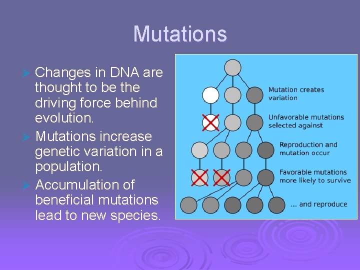 Mutations Changes in DNA are thought to be the driving force behind evolution. Ø